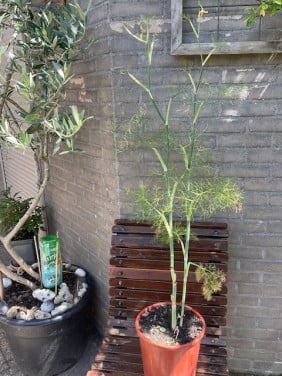 Venkel plant