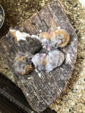 Driekleur, cavia’s!!