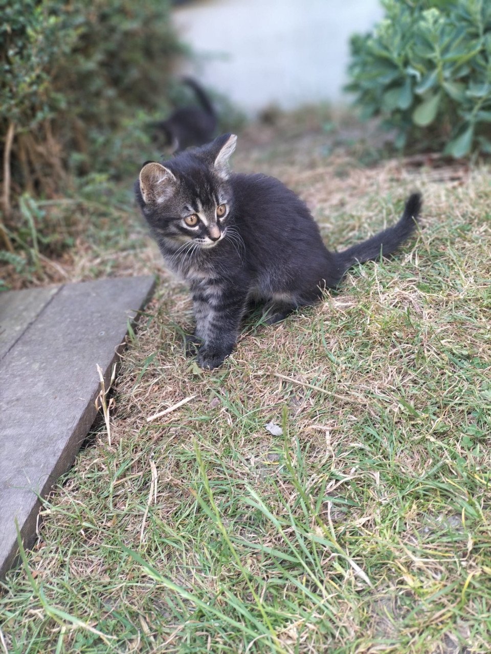 3 mooie kittens