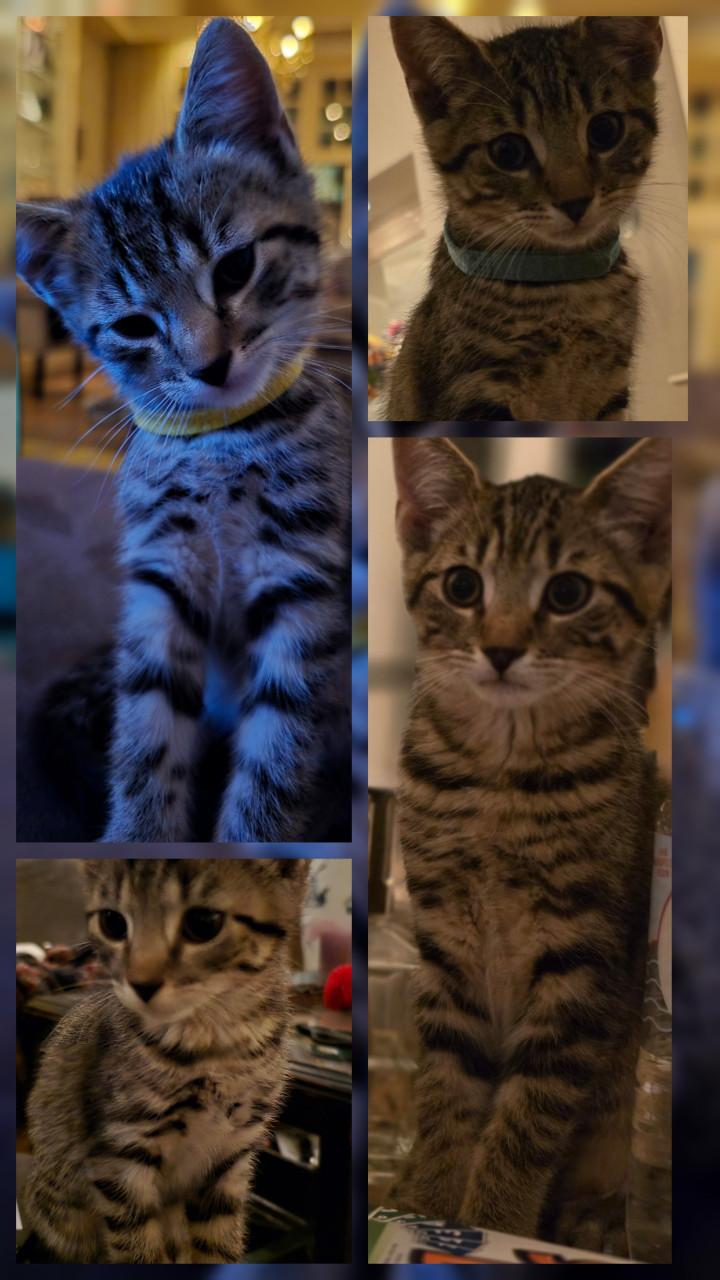 Gebroeders Knuffel en Truffel op zoek naar een nieuwe hoekbank