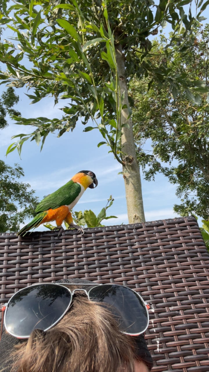 Koppel tamme zwartkopcaique’s