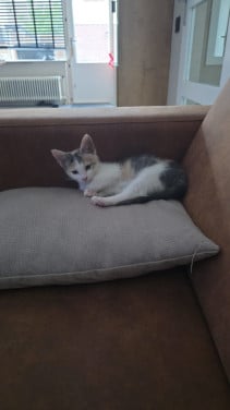 Kitten