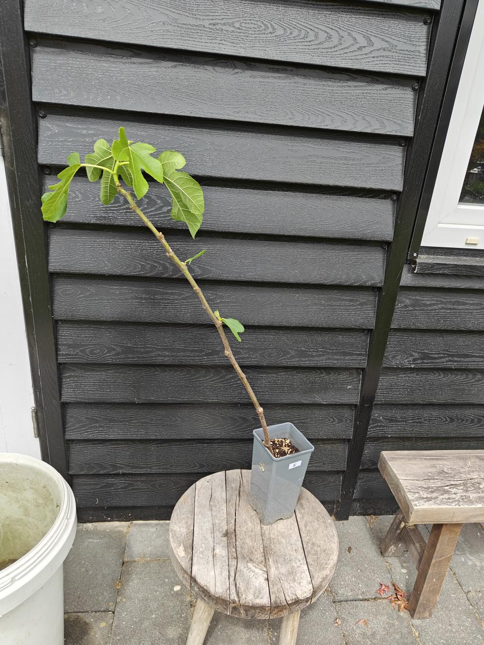 Vijgenboom vijgenplant