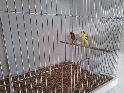 2 koppeltjes hele mooie raza kanaries