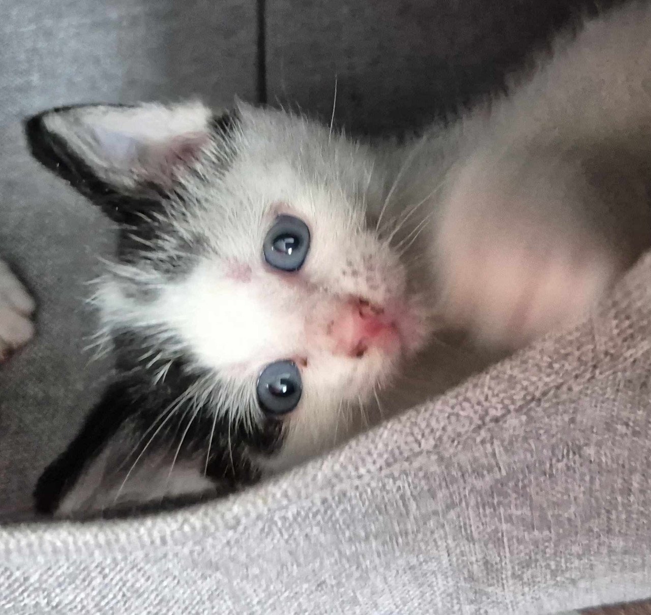 Super lieve sociale grotendeels met de fles opgevoede kittens te koop