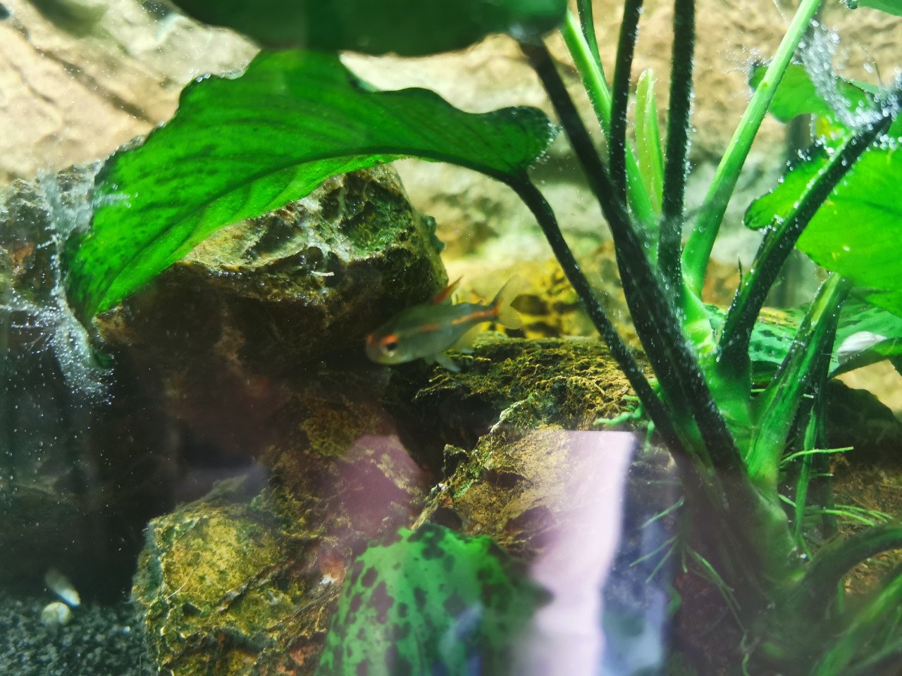 Compleet aquarium