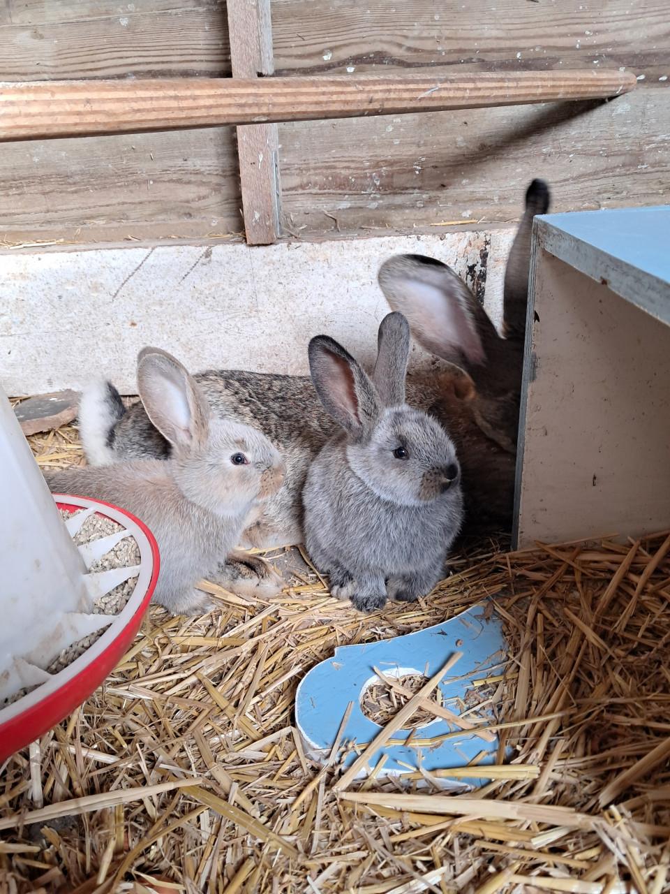 Jonge vlaamse reuzen