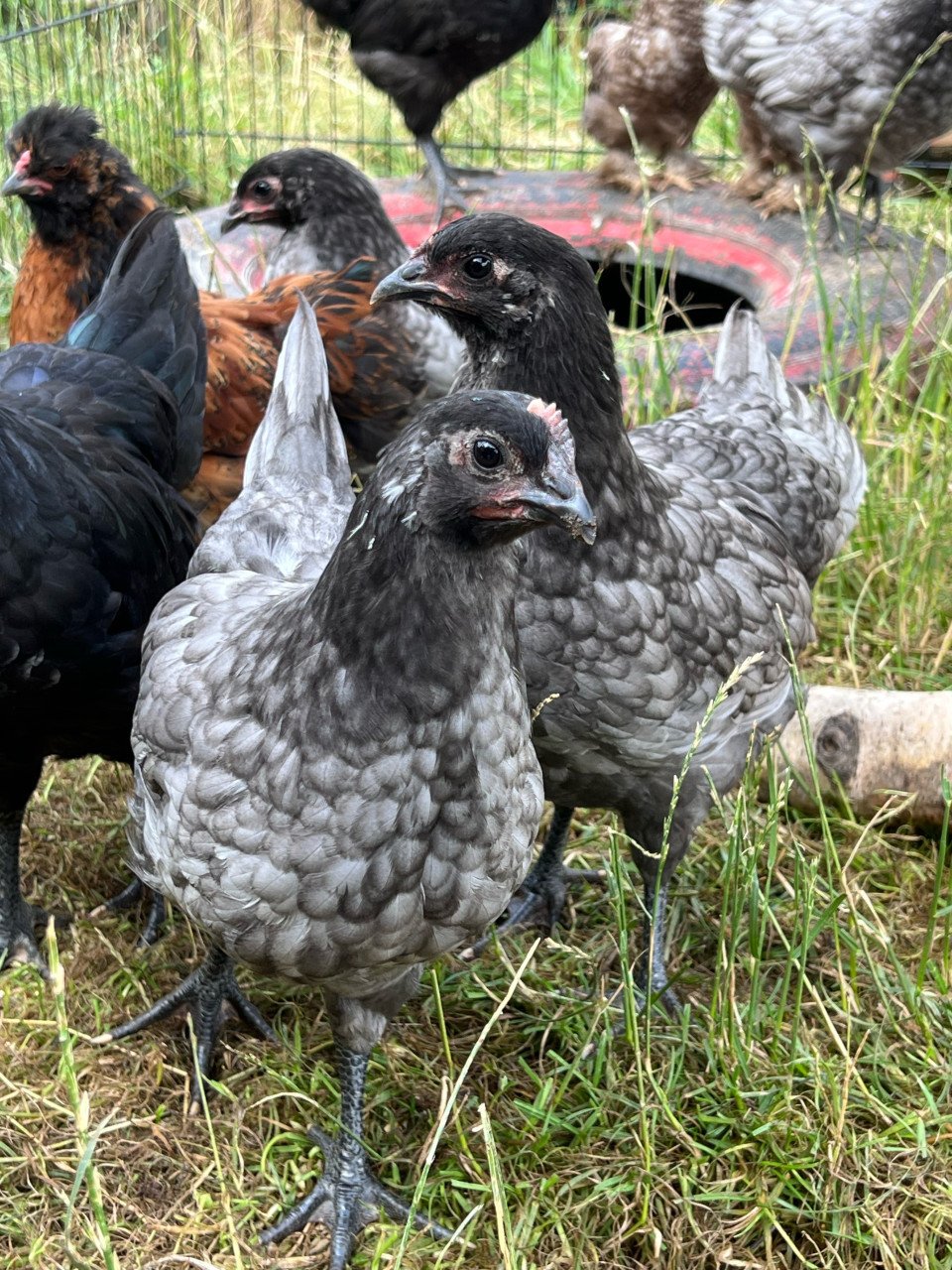 Australorp