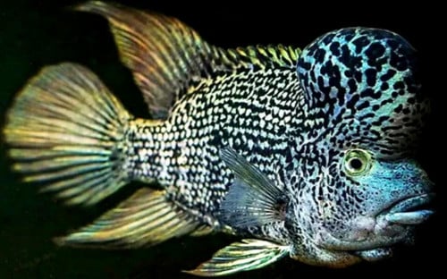 Hatiensis cichliden
