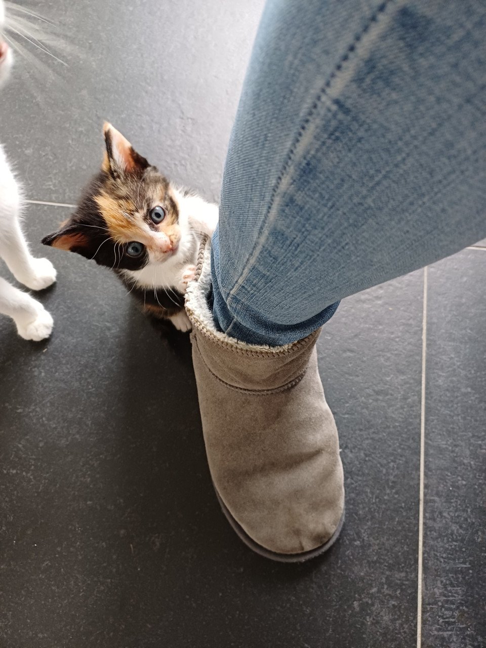 Kittens