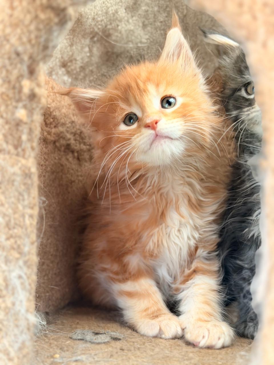 Prachtige Maine Coon kittens