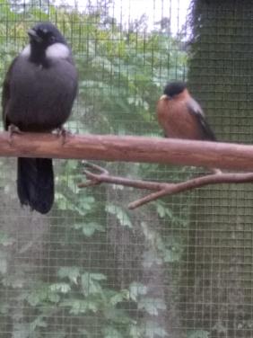 Witwanggaailijster pop.