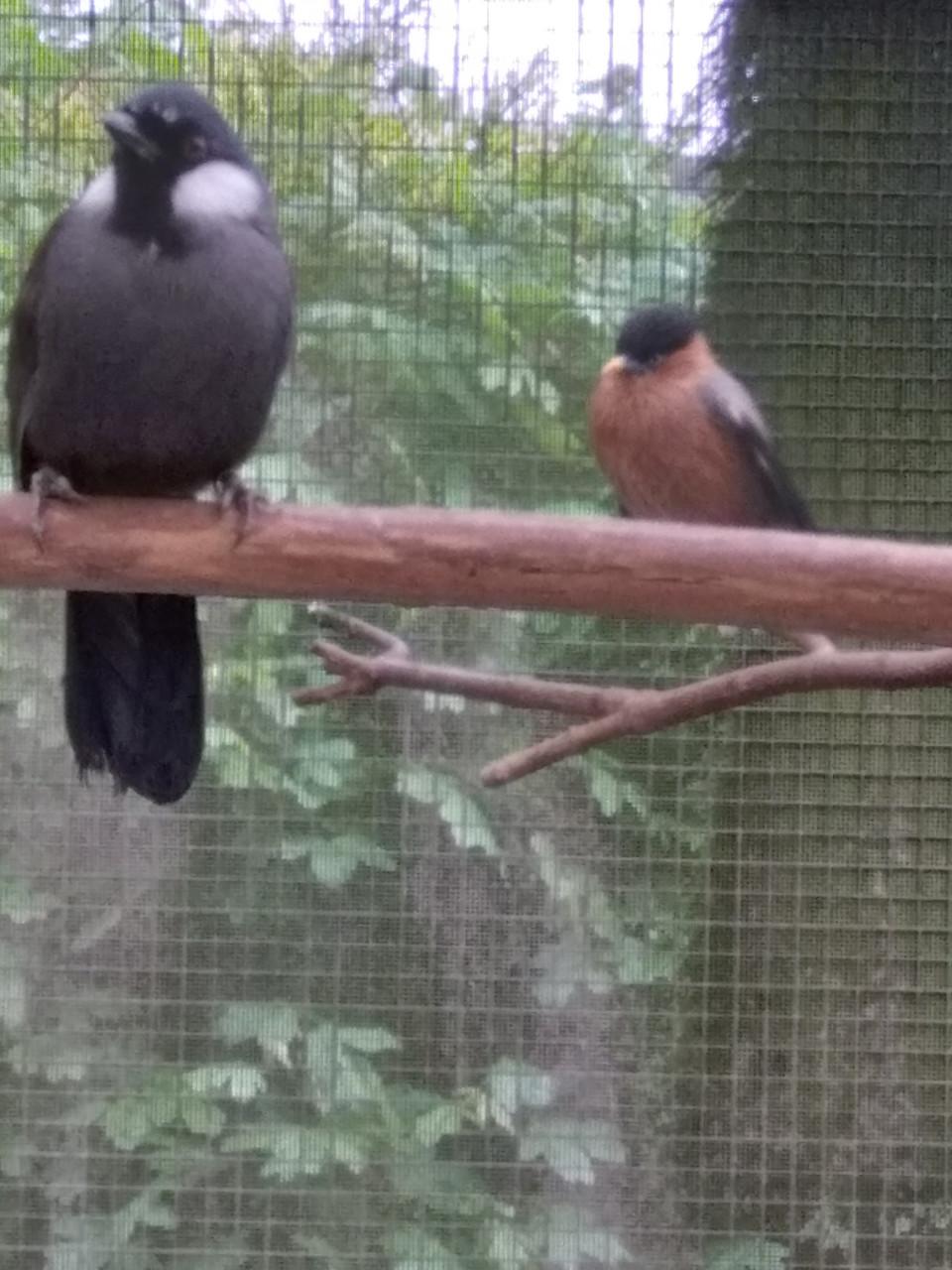 Witwanggaailijster pop.