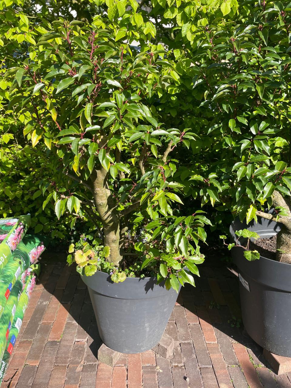 Portugese laurier - 3 stuks - volwassen