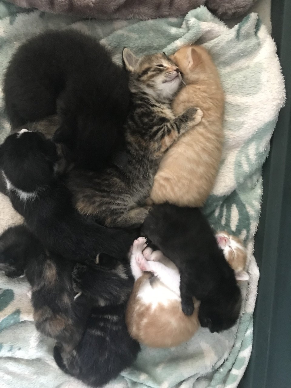 Kittens (bij interesse graag appen!)