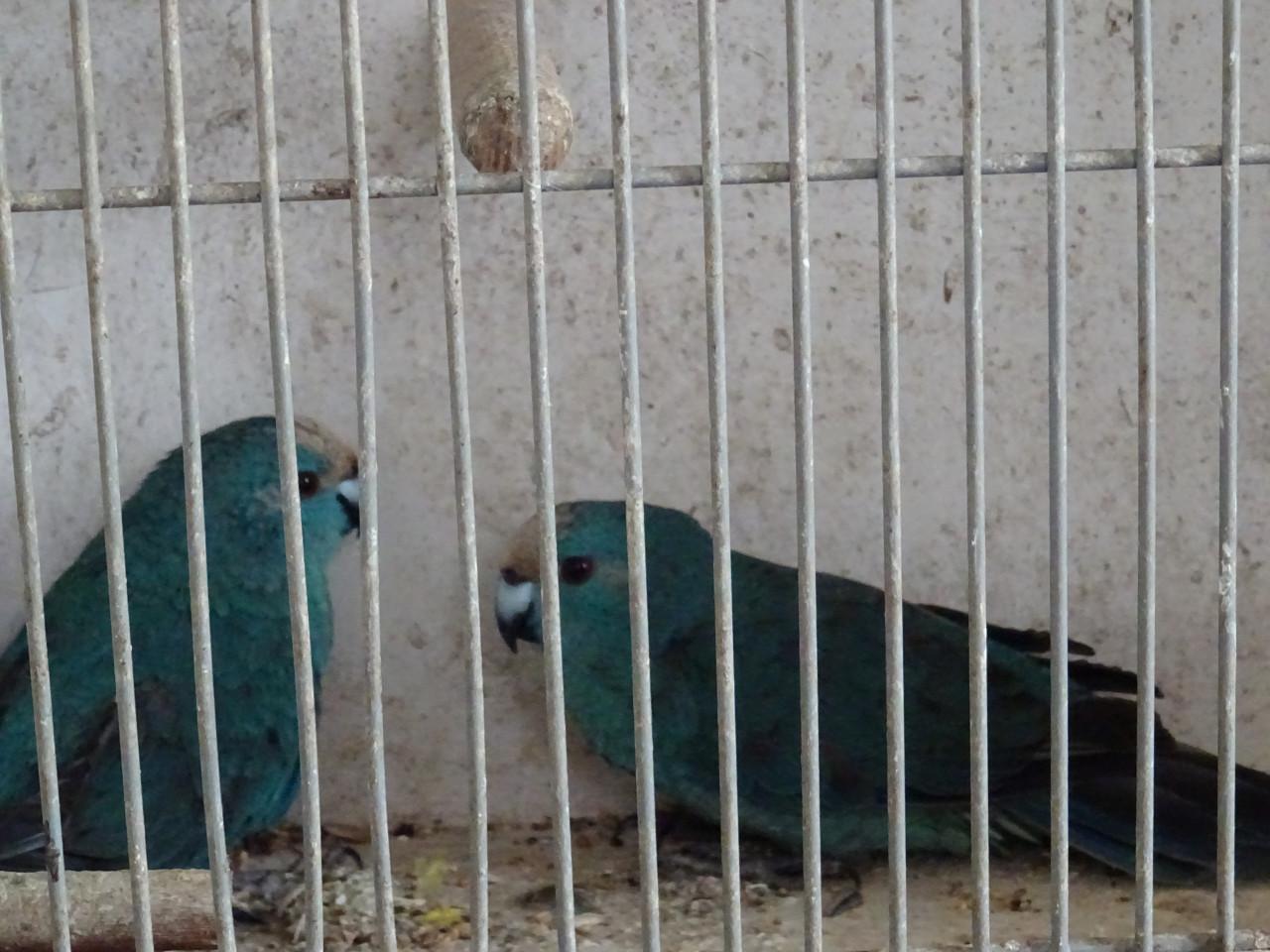 Te koop koppel blauwe kakariki  broedrijp nog niet mee gekweekt !VERKOCHT!