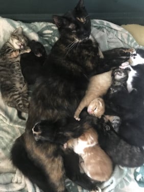 Kittens (bij interesse graag appen!)