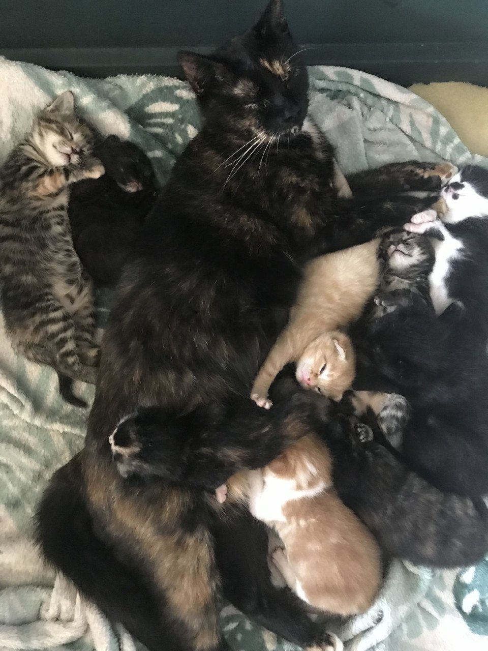 Kittens (bij interesse graag appen!)