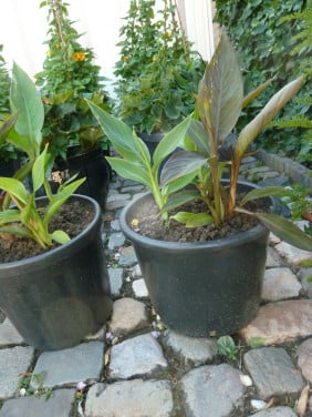 MOOIE CANNA