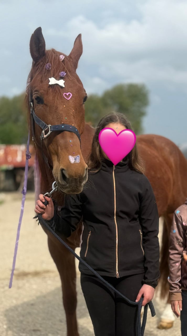 Lief en aanhankelijk paard