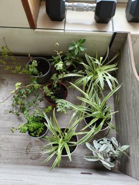 Kamerplantjes verschillende soorten