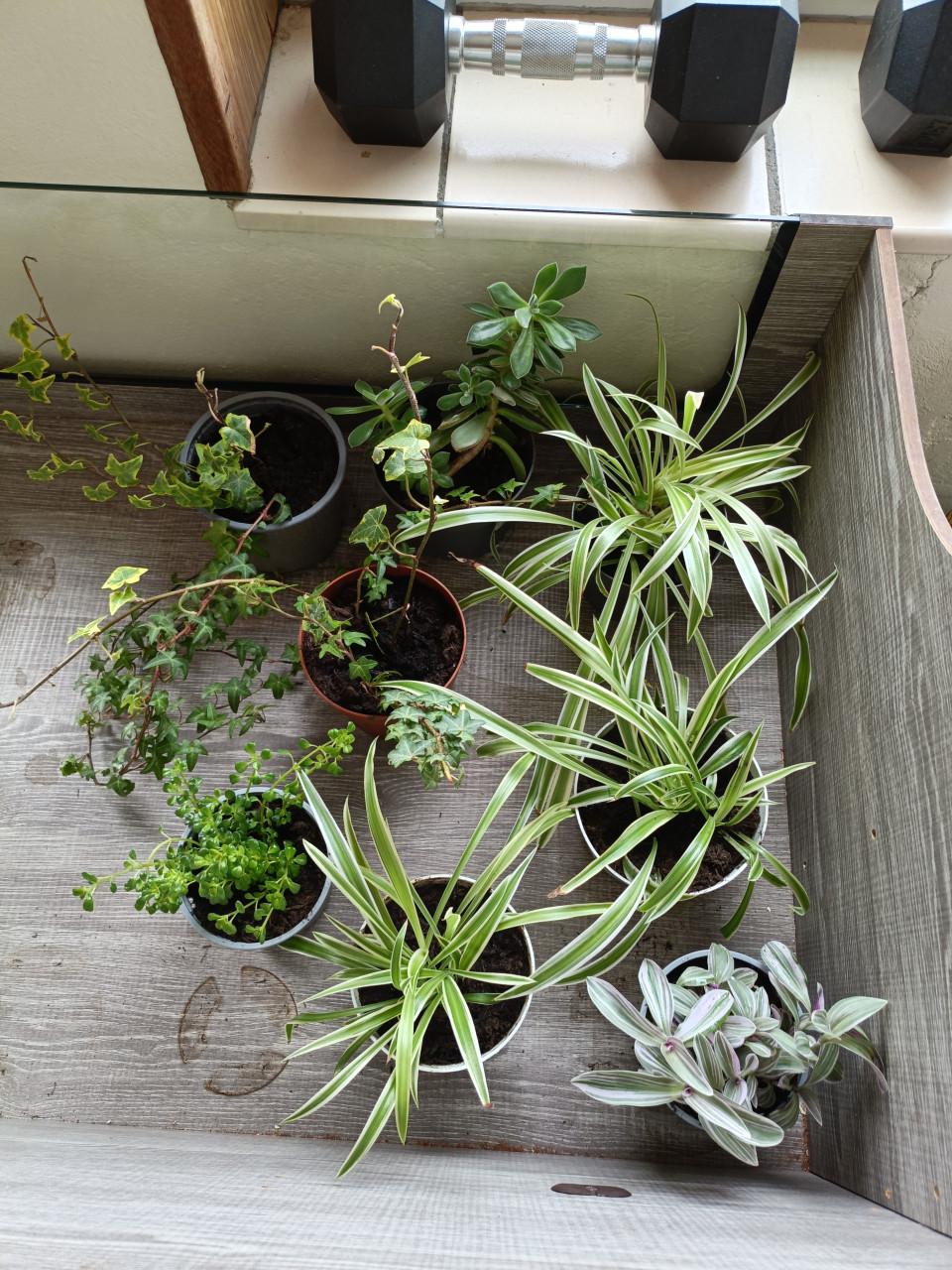 Kamerplantjes verschillende soorten