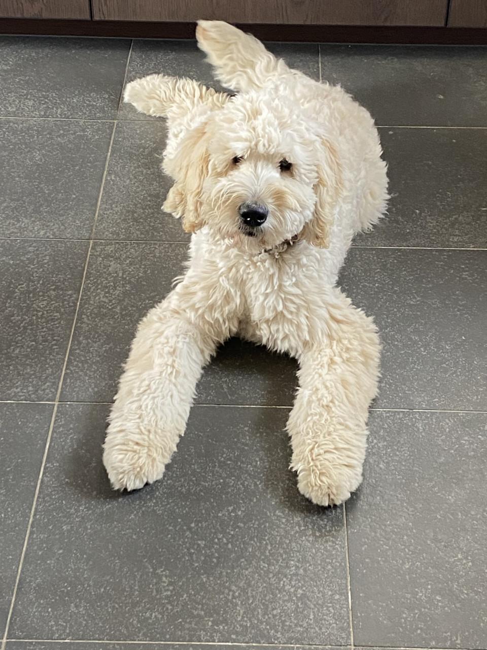 Labradoodle pups