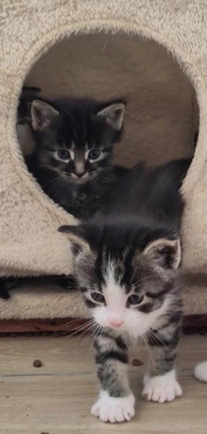 Kittens