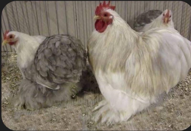 Lieve kuikentjes 🐣