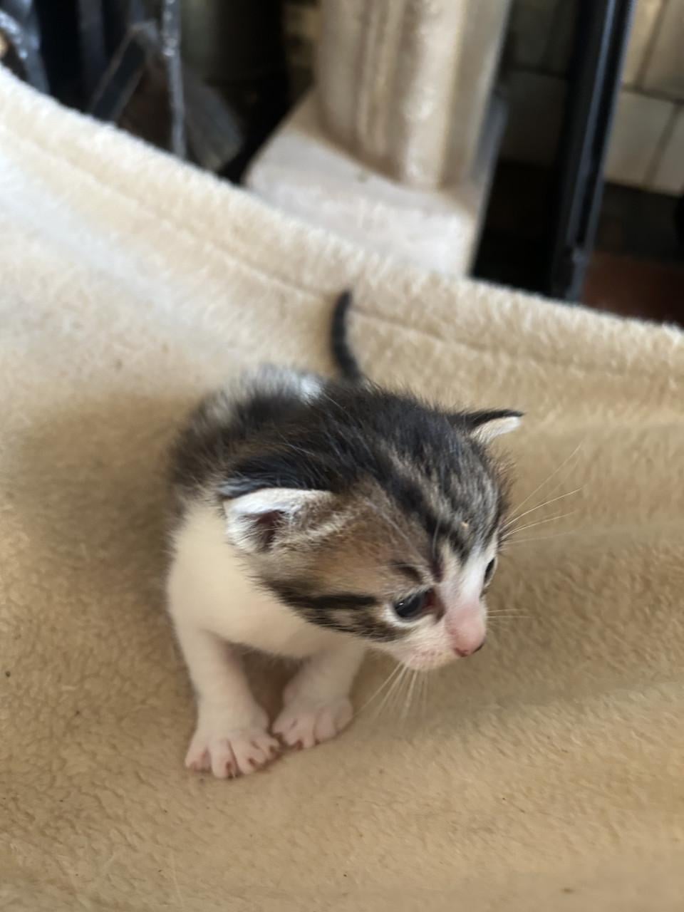 Prachtige kittens 😻