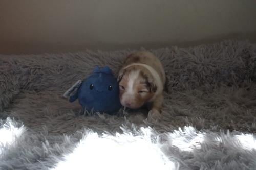 Australian shepherd pups met stamboom uit geteste ouders!!