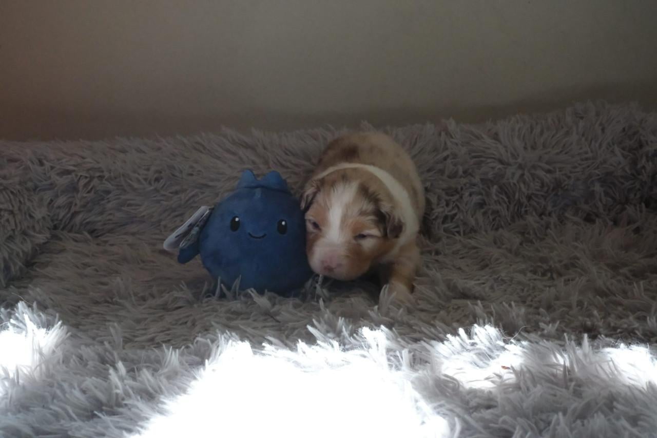 Australian shepherd pups met stamboom uit geteste ouders!!