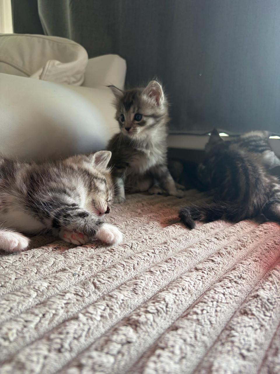 Nog 2 kittens halve maine coon