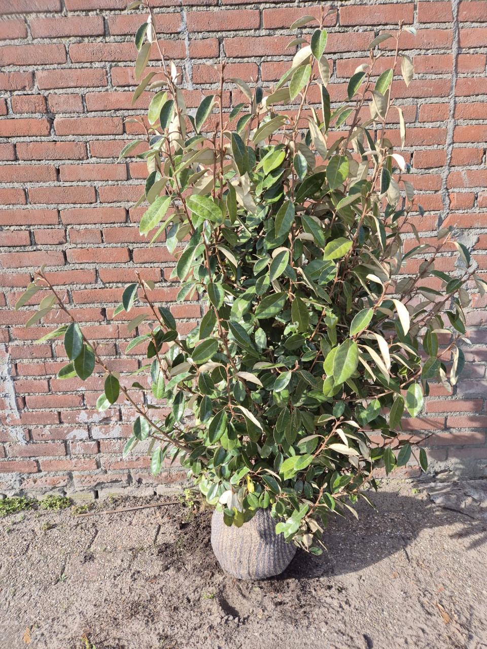 Olijfwilg planten vanuit de volle grond,nu weer te bestellen