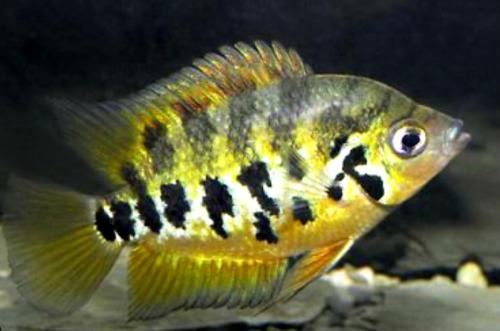 Aquariumvissen kweektrio