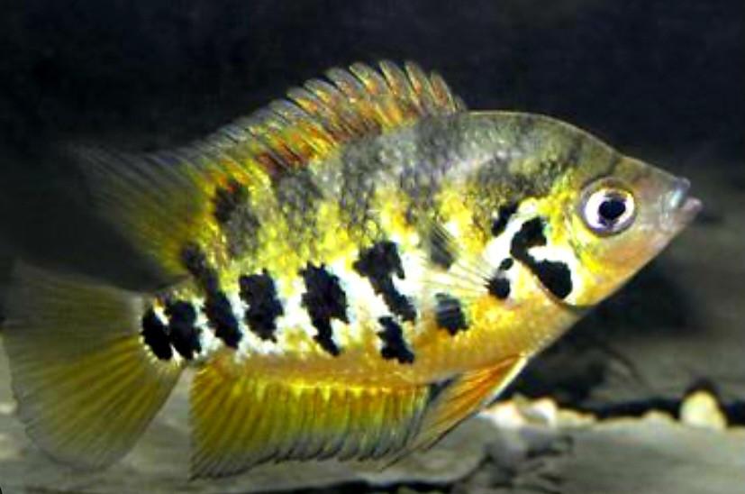 Aquariumvissen kweektrio