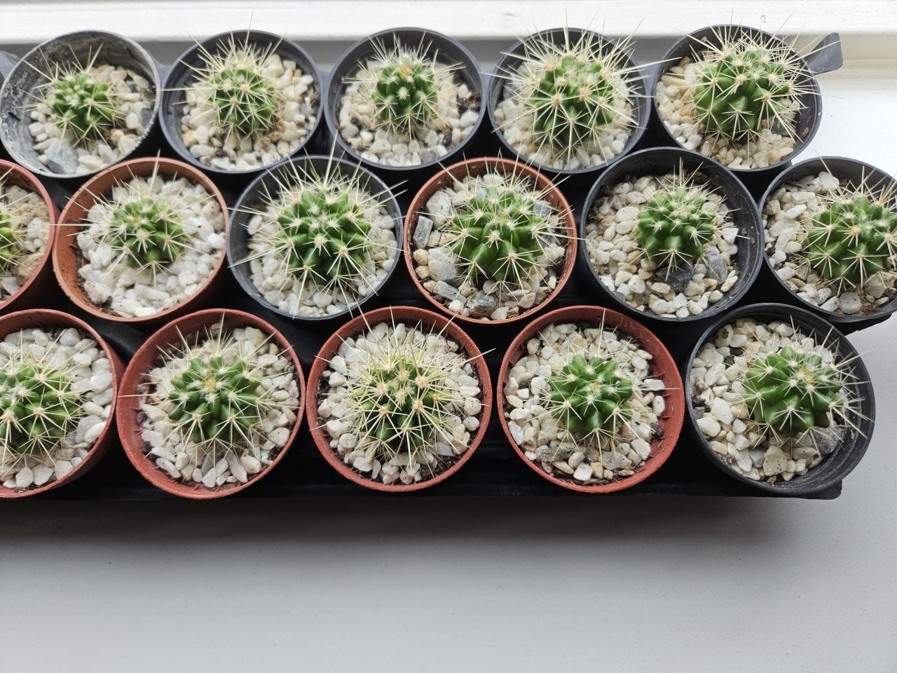 Cactusjes