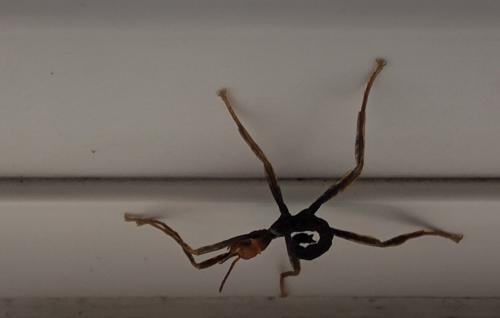 Eitjes en nimfen australische flappentak