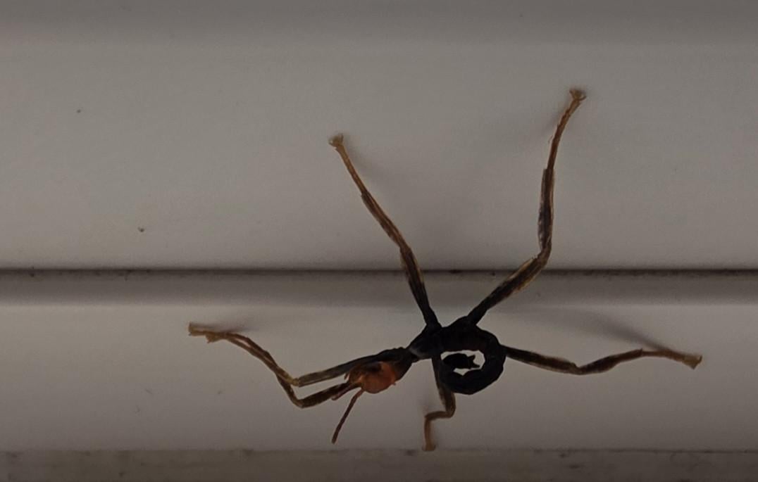 Eitjes en nimfen australische flappentak