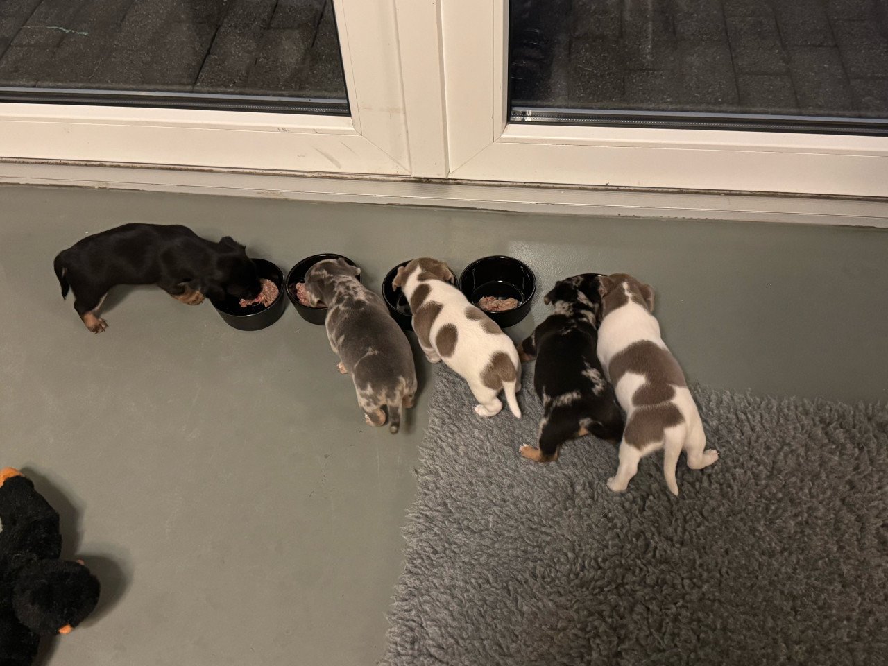 Jack Russel reutje te koop met unieke merle kleur