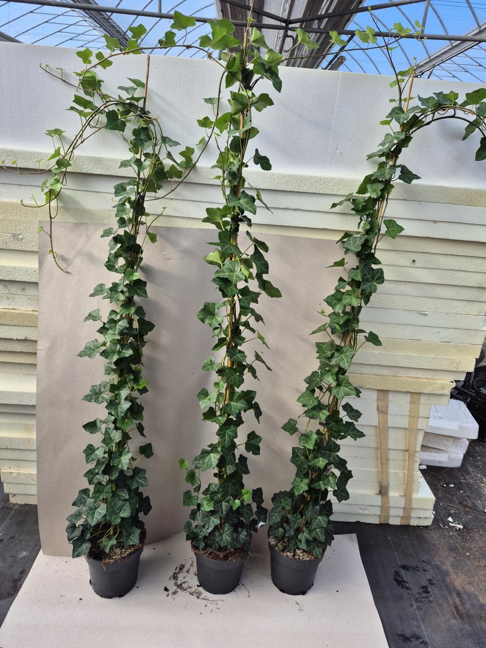 Topkwaliteit Hedera hibernica (klimop) in diverse maten.
