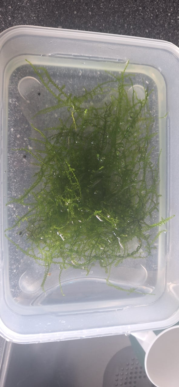 Mos  Voor garnalen aquarium