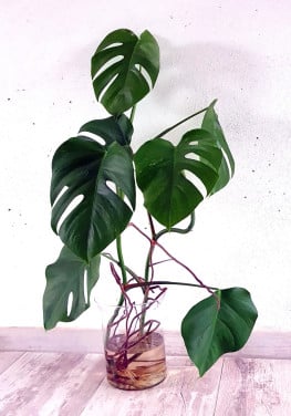 Monstera minimal Variegata