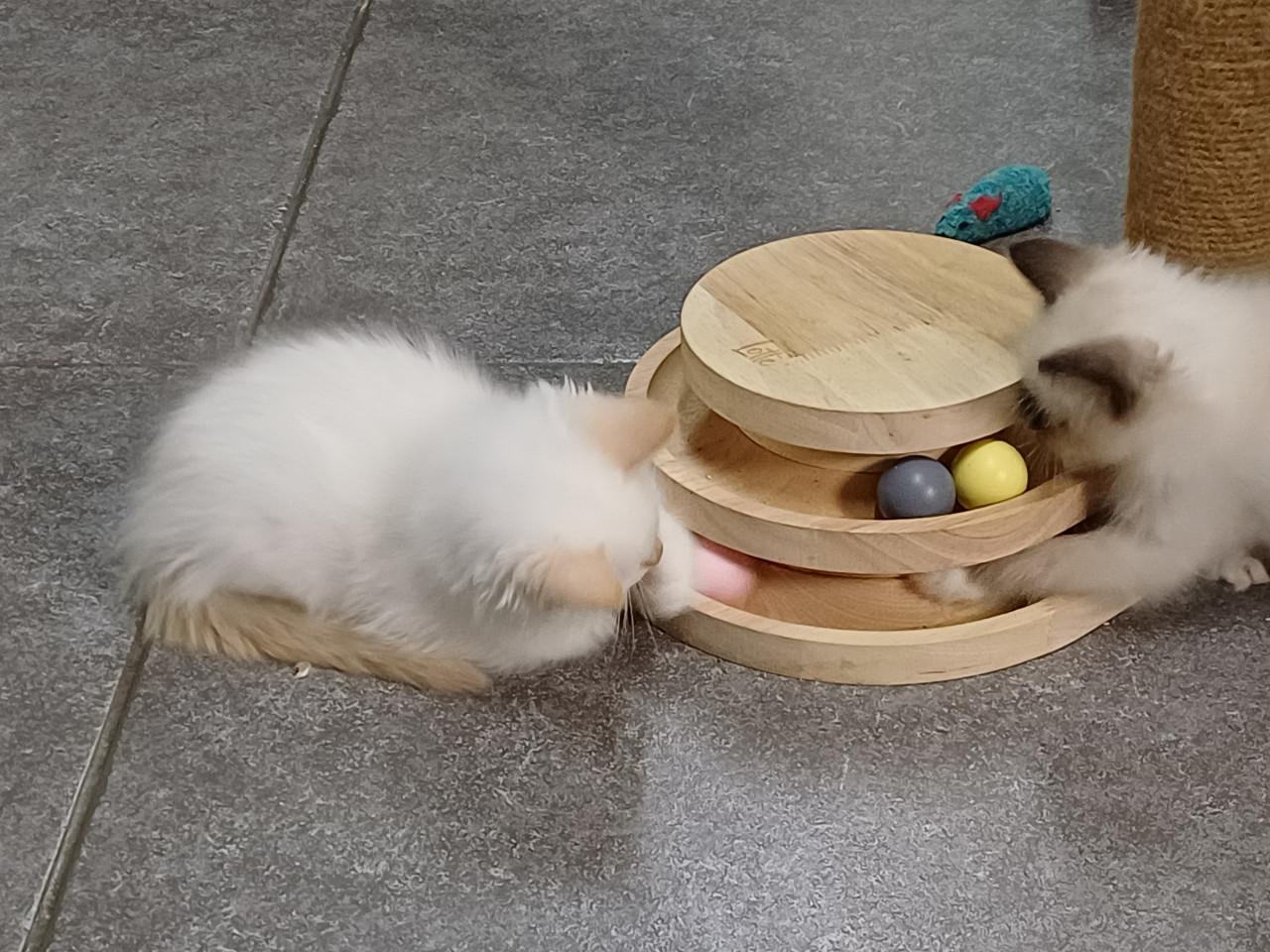 Super leuke Ragdoll kittens met stamboom beschikbaar.