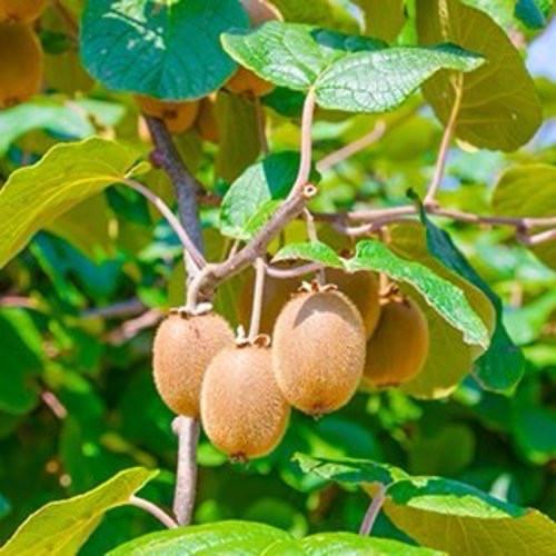 Biologische kiwi’s