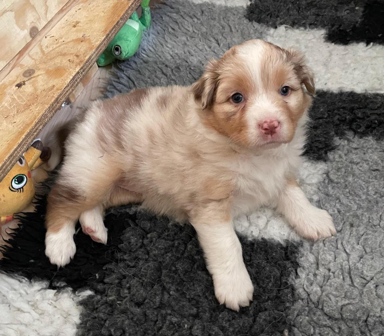 Prachtig red Merle Australian shepherd teefje met stamboom!
