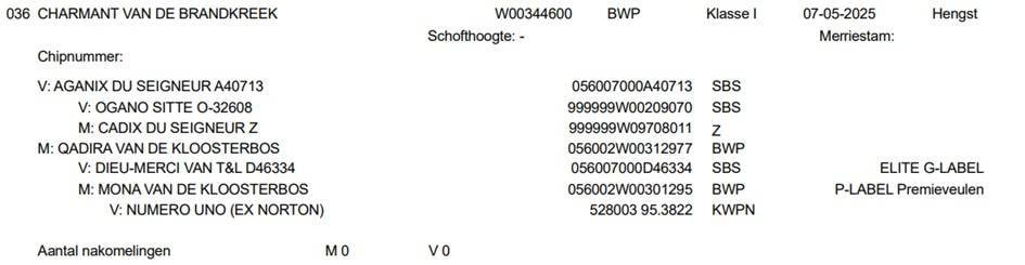 Te koop: Veulen - BWP - Hengst