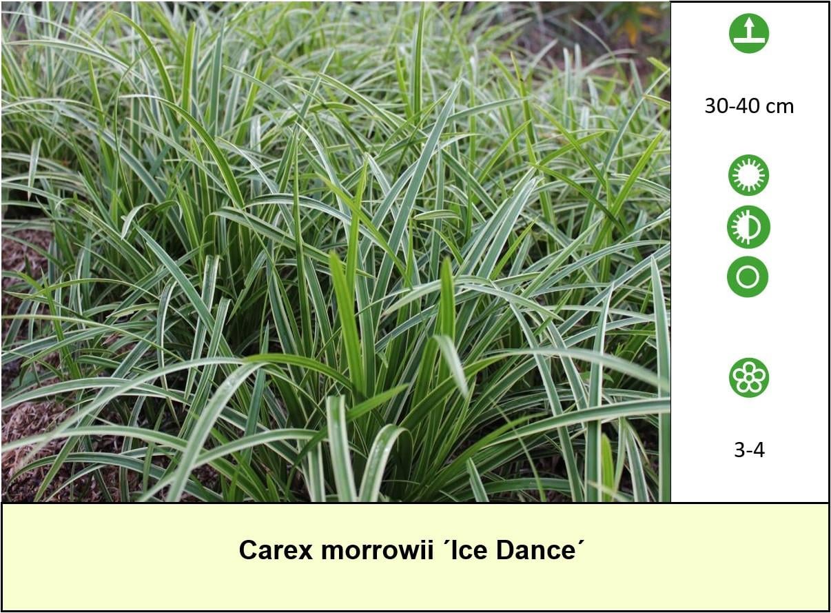 Het plantenkraampje: veel keuze aanvaste planten voor slechts €1,25 p/st.