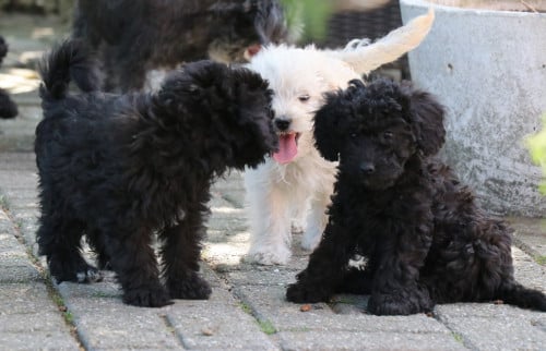 Maltipoo pups beschikbaar