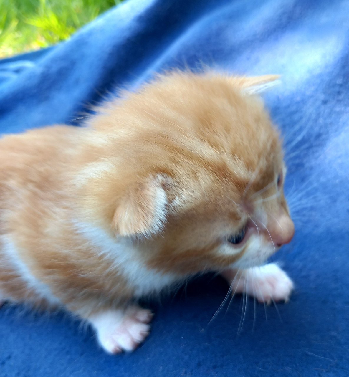 2 prachtige nestjes kittens